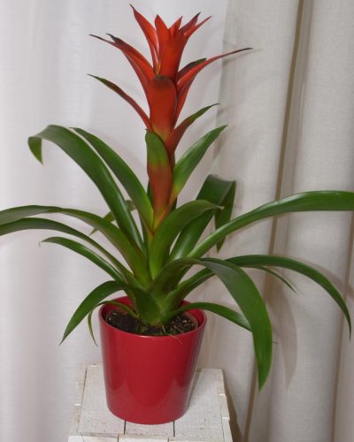 Guzmania Roja